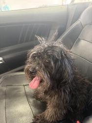 Reunited Female Dog last seen Big Sur mountain st, Las Vegas, NV 89178