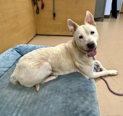 Shelter Stray Female Dog last seen Near Janet Lane, 30035, GA, 3280 Chamblee Dunwoody Rd, Chamblee, GA 30341, USA