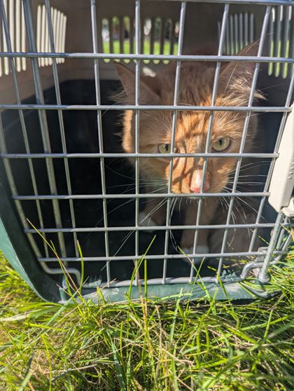 Shelter Stray Male Cat last seen Near Mineral Point Road, Madison Wisconsin, Madison 19, City of, WI, 5132 Voges Rd, Madison, WI 53718, USA