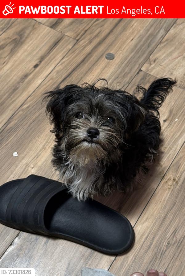 Lost Male Dog last seen E 75th st, Los Angeles, CA 90003