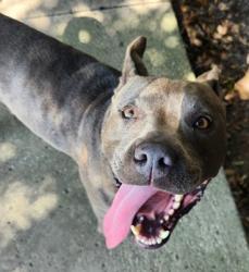Shelter Stray Female Dog last seen Near Grove Ln, North Myrtle Beach, SC, 409 Bay St, North Myrtle Beach, SC 29582, USA