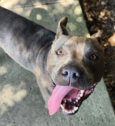 Shelter Stray Female Dog last seen Near Grove Ln, North Myrtle Beach, SC, 409 Bay St, North Myrtle Beach, SC 29582, USA