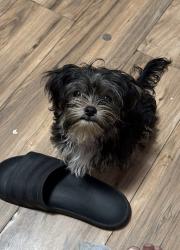 Lost Male Dog last seen E 75th st, Los Angeles, CA 90003