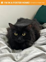 Shelter Stray Female Cat last seen Near W Northern Pkwy Balt., MD 21210, 21210, MD, 2490 Giles Rd, Baltimore, MD 21225, USA