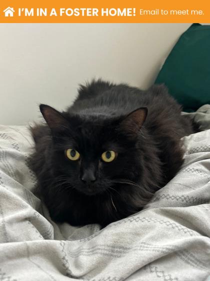 Shelter Stray Female Cat last seen Near W Northern Pkwy Balt., MD 21210, 21210, MD, 2490 Giles Rd, Baltimore, MD 21225, USA