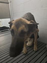 Shelter Stray Male Dog last seen Durham Street, New Bern City Limits, NC, 1639 Old Airport Rd, New Bern, NC 28562, USA