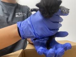 Shelter Stray Female Cat last seen Near Gold Dredge Way, Rancho Cordova, CA, 6201 Florin Perkins Rd, Sacramento, CA 95828, USA