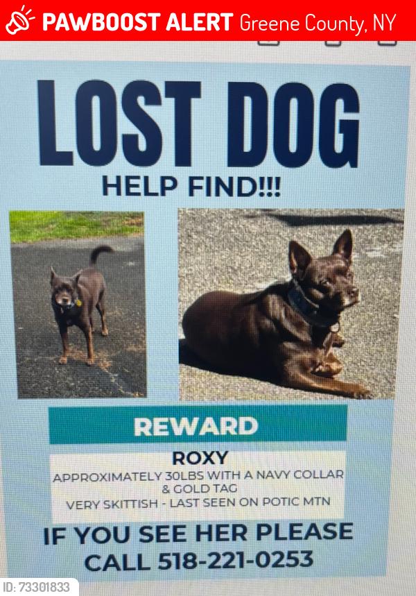 Lost Female Dog last seen Schoharie turnpike and potic mountain road, Greene County, NY 12058