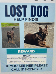 Lost Female Dog last seen Schoharie turnpike and potic mountain road, Greene County, NY 12058