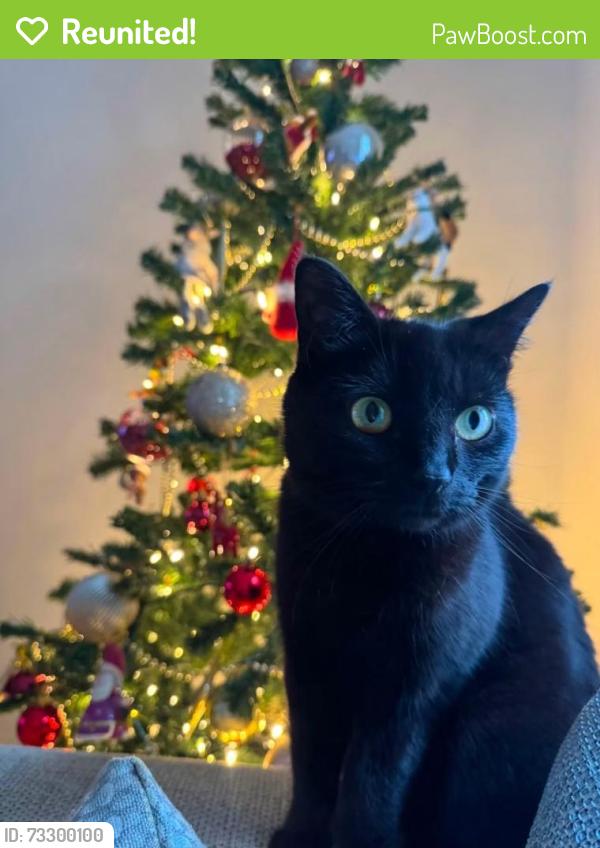 Reunited Female Cat last seen Cotford st Luke, Cotford Saint Luke, England TA4 1PD