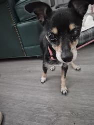 Reunited Female Dog last seen Lockhill Selma and West Avenue, San Antonio, TX 78213