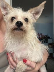 Found/Stray Male Dog last seen McClave Drive, Doraville, GA 30340