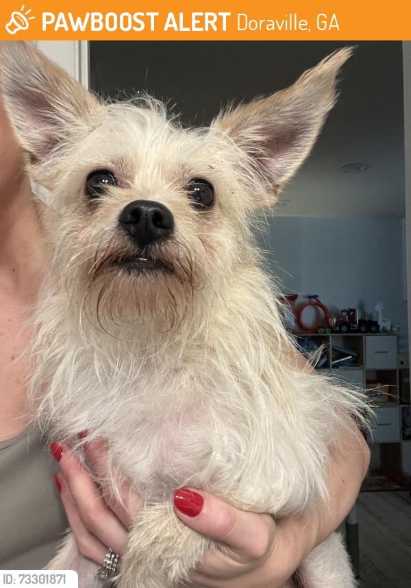 Found/Stray Male Dog last seen McClave Drive, Doraville, GA 30340