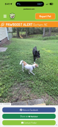 Lost Male Dog last seen Near Sweet Gum Court, Durham, NC 27703
