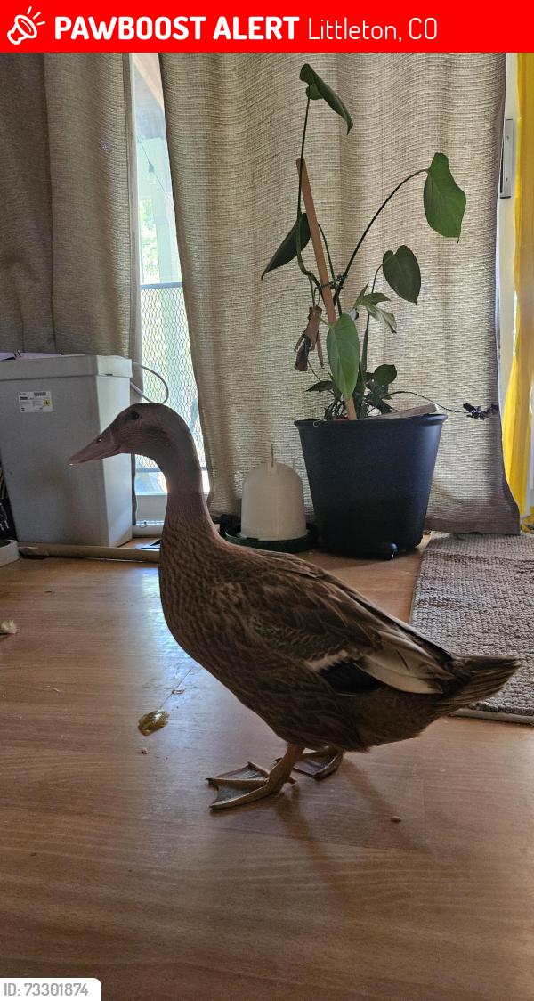 Lost Female Bird last seen Lily gulch rec center, Littleton, CO 80123