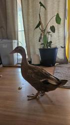 Lost Female Bird last seen Lily gulch rec center, Littleton, CO 80123