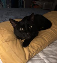 Reunited Male Cat last seen Virginia, Portland, ME 04103