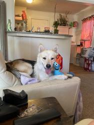 Found/Stray Female Dog last seen Buchanan, Amarillo, TX 79109