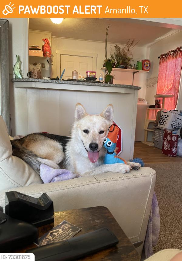 Found/Stray Female Dog last seen Buchanan, Amarillo, TX 79109