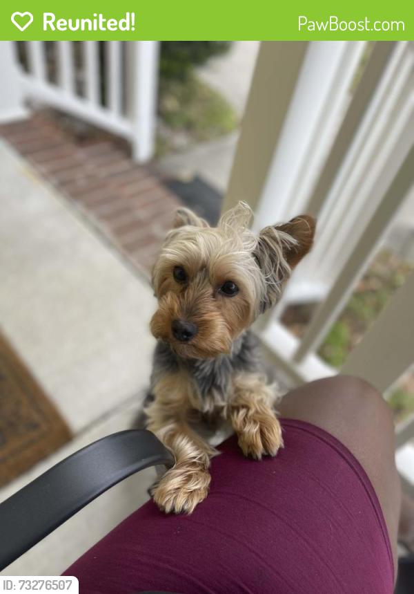 Reunited Male Dog last seen Near Harrell Ave, Norfolk, VA 23509, USA, Norfolk, VA 23509
