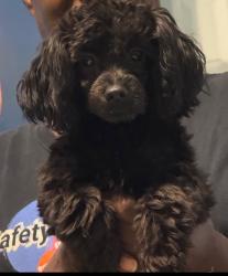 Lost Female Dog last seen Near Lake Ridge Pkwy, Riverdale, GA 30296