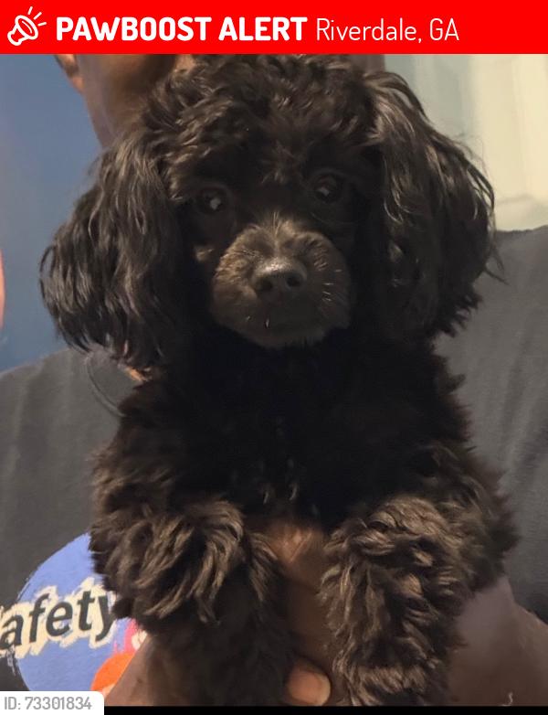 Lost Female Dog last seen Near Lake Ridge Pkwy, Riverdale, GA 30296