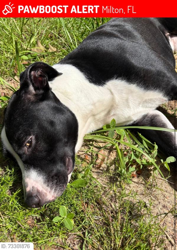 Lost Male Dog last seen Rice road, Milton, FL 32583