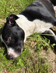 Lost Male Dog last seen Rice road, Milton, FL 32583