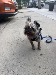 Reunited Male Dog last seen Orient and Ocean Ave, Jersey City, NJ 07305