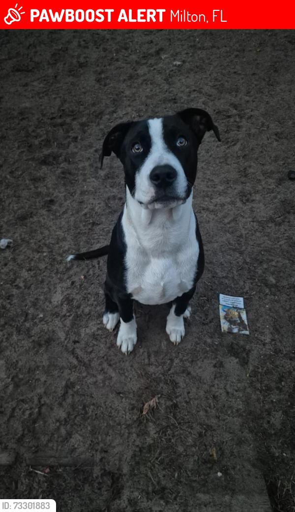 Lost Male Dog last seen Old Bagdad hwy Milton, Milton, FL 32583