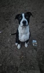 Lost Male Dog last seen Old Bagdad hwy Milton, Milton, FL 32583