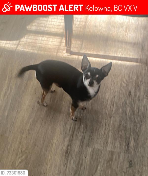Lost Male Dog last seen Across from Ellison dog park, Kelowna, BC V1X 7V6