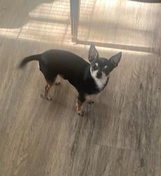 Lost Male Dog last seen Across from Ellison dog park, Kelowna, BC V1X 7V6