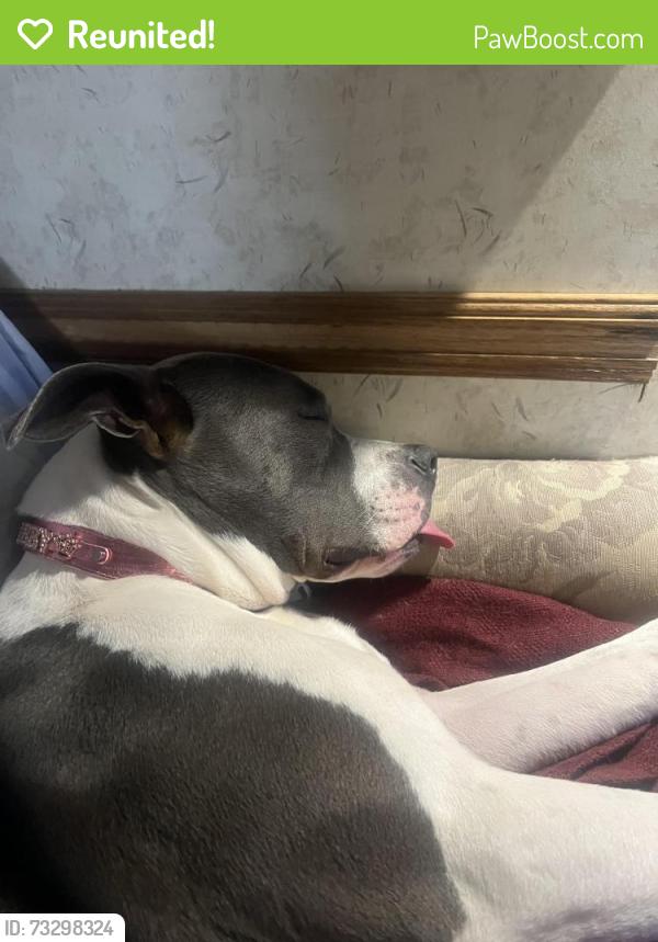 Reunited Female Dog last seen Brevard Rd, Arden, NC 28704