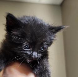 Shelter Stray Female Cat last seen Near Baldwin Street, OAKLAND, CA, 94621, 8323 Baldwin St, Oakland, CA 94621, USA