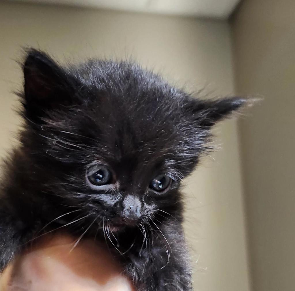 Shelter Stray Female Cat last seen Near Baldwin Street, OAKLAND, CA, 94621, 8323 Baldwin St, Oakland, CA 94621, USA