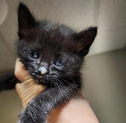 Shelter Stray Female Cat last seen Near Baldwin Street, OAKLAND, CA, 94621, 8323 Baldwin St, Oakland, CA 94621, USA