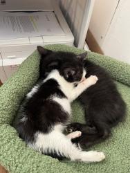 Shelter Stray Female Cat last seen Near Second Avenue, Manhattan, NY, 10065, 326 E 110th St, New York, NY 10029, USA