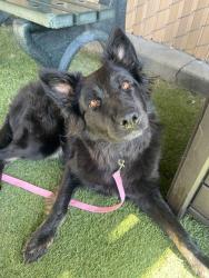 Shelter Stray Female Dog last seen N Pacific Street, Oceanside, CA, 92054, Oceanside, CA 92058, USA