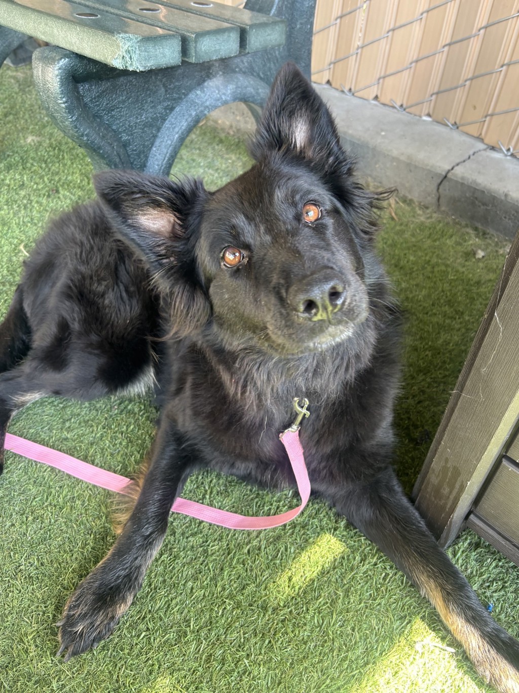 Shelter Stray Female Dog last seen N Pacific Street, Oceanside, CA, 92054, Oceanside, CA 92058, USA