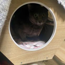 Shelter Stray Male Cat last seen Apt I,523 S Cleveland Street, Oceanside, CA, 92054, Oceanside, CA 92058, USA
