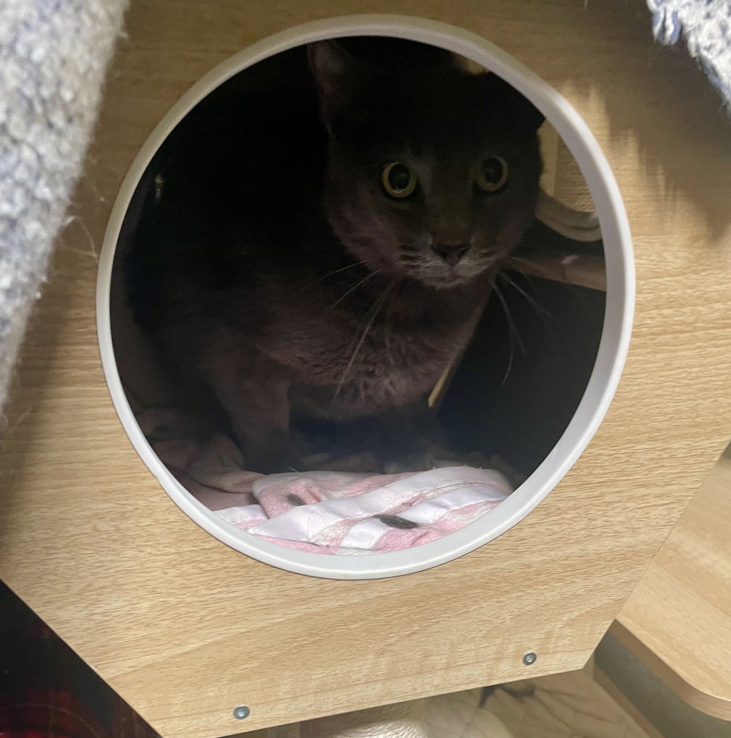 Shelter Stray Male Cat last seen Apt I,523 S Cleveland Street, Oceanside, CA, 92054, Oceanside, CA 92058, USA