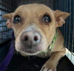 Shelter Stray Female Dog last seen 35th Street, San Diego, CA, 92104, 5500 Gaines St, San Diego, CA 92110, USA