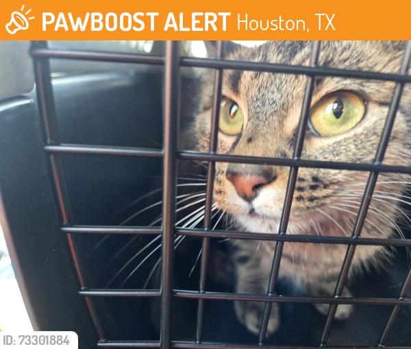 Found/Stray Unknown Cat last seen Melrose Kid’s Play Park and Soccer Fields, Houston, TX 77076