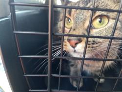 Found/Stray Unknown Cat last seen Melrose Kid’s Play Park and Soccer Fields, Houston, TX 77076