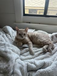 Reunited Male Cat last seen Silverlake, Los Angeles, CA 90026
