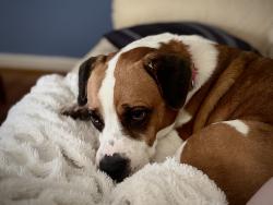 Reunited Female Dog last seen Near liberty road, Greensboro, NC 27406