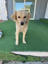 Found/Stray Male Dog last seen Los Ranchos Mobile Home Park, Apple Valley, CA 92307