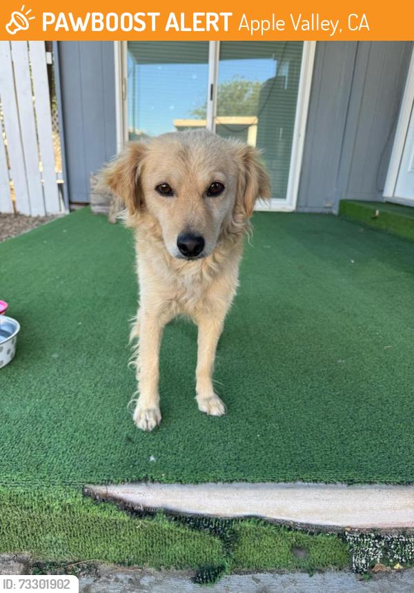 Found/Stray Male Dog last seen Los Ranchos Mobile Home Park, Apple Valley, CA 92307