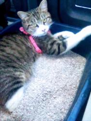 Lost Female Cat last seen By the heritage square train station, Los Angeles, CA 90065